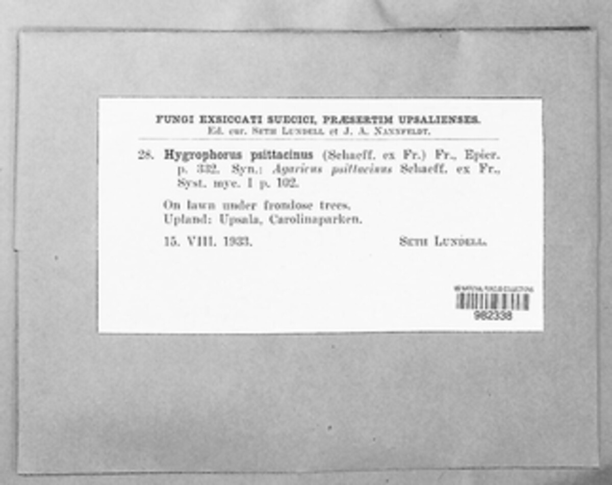 Gliophorus psittacinus image